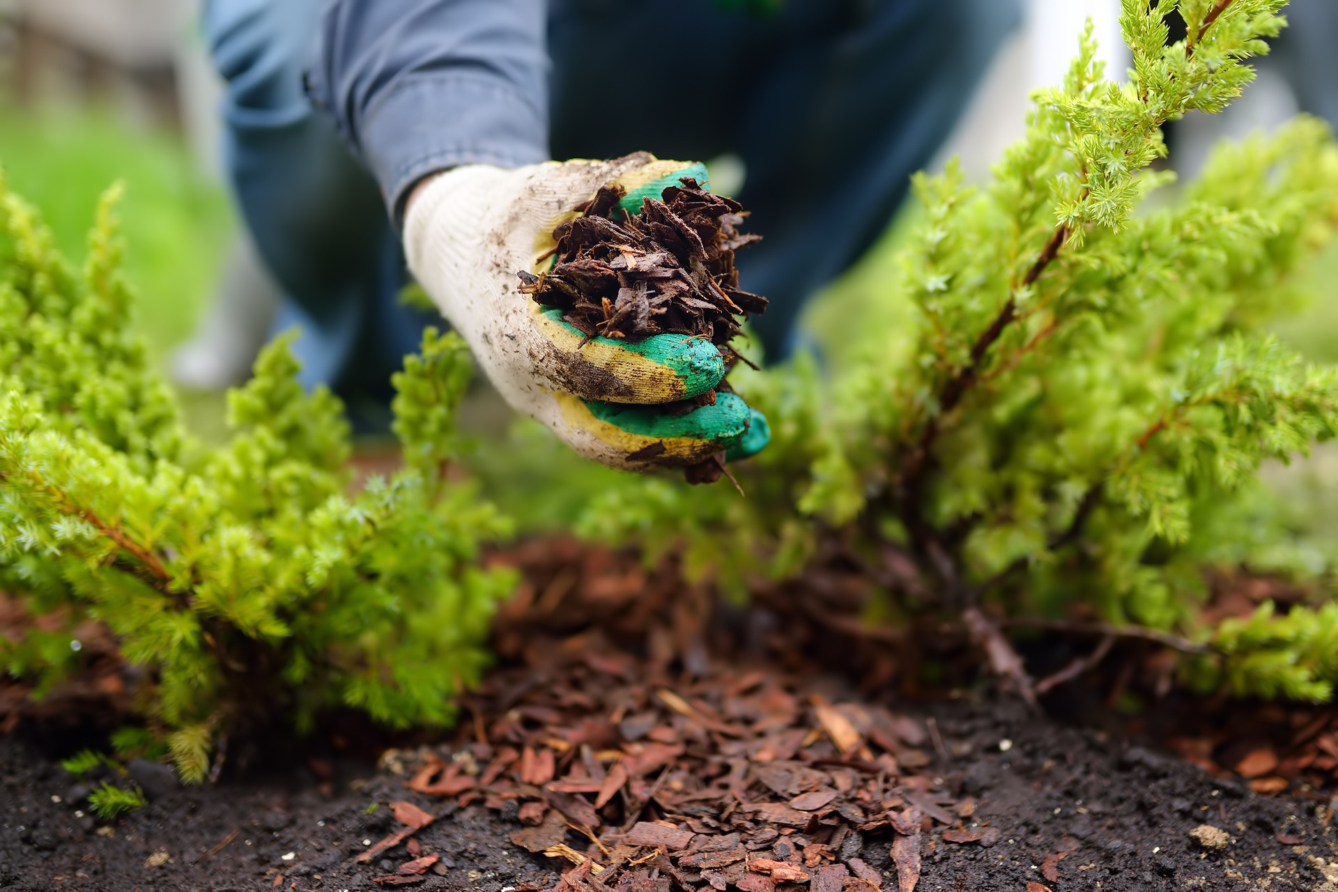 Gardener mulching with pine bark juniper plants in the yard. Seasonal works in the garden. Landscape design.